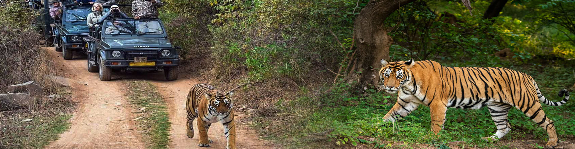 Corbett Safari
